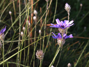 Vivers Càrex - Catananche caerulea 